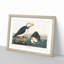 Atlantic Puffins by John Audubon - Single Picture Frame Painting-55456787-55456789