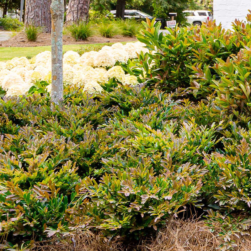 2 Gallon Bronze Distylium Evergreen Shrub for Sun or Shade