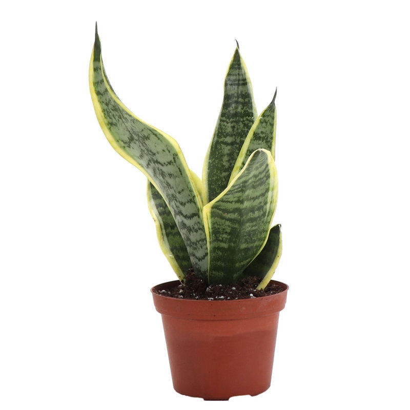 Live Laurentii Snake Plant, 5" H x 4" W x 4" D