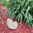 7" Cement Nautilus Shell Planter