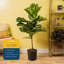 Fiddle Leaf Fig in Nursery Pot