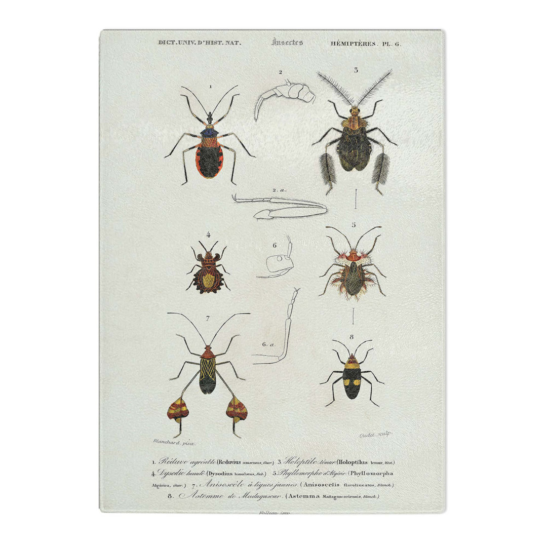 Tempered Glass Insect Illustrations PL. 6 by Charles D' Orbigny Chopping Board