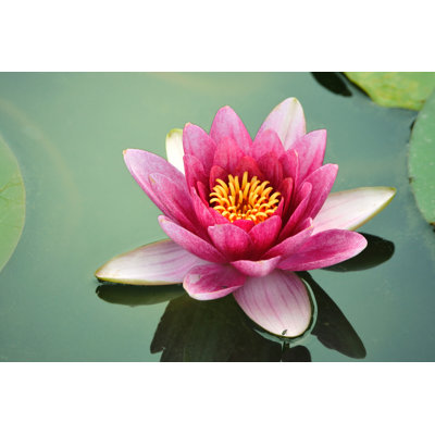 " Close-up Lotus Flower "