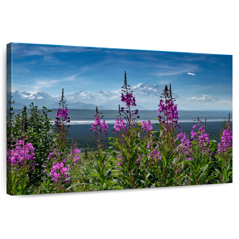 Denali Fireweeds