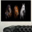 «Black Red and White Horses», impression sur toile tendue-19409597