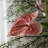 White Bud Ceramic Table Vases