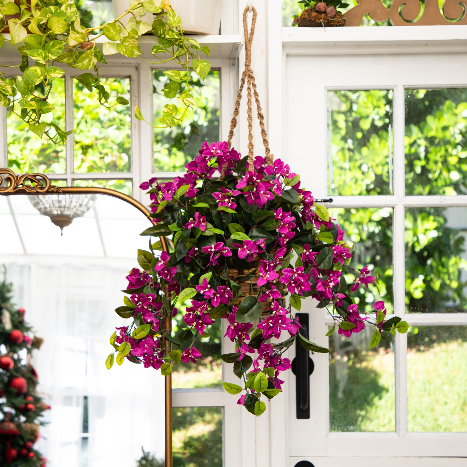 UV Resistant Bougainvillea Hanging Basket, Purple