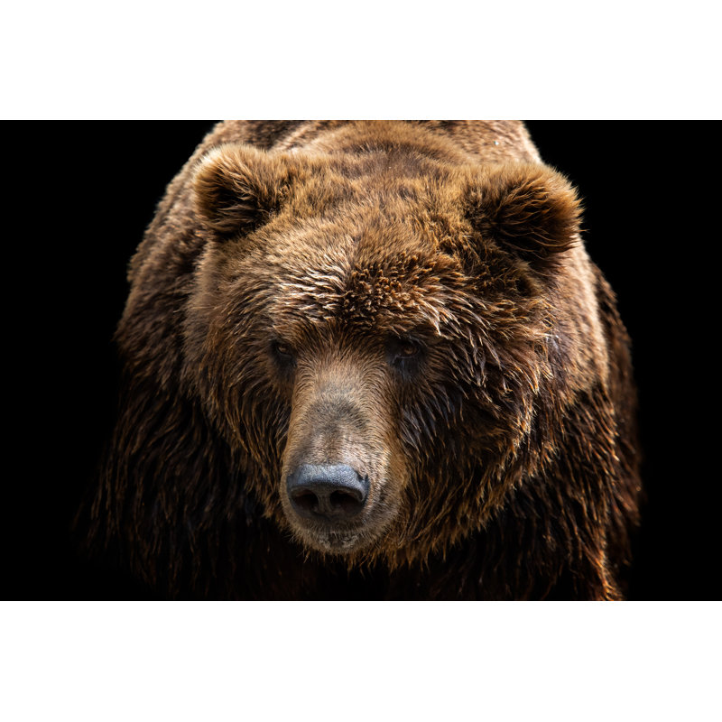 Ours brun - photographie sur toile tendue, H 24 po x l 36 po