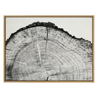 Tree Rings BW by Emiko and Mark Franzen F2Images Framed Canvas Wall Art Print