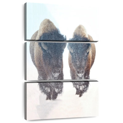 Bison Brampt dans une tempête de neige