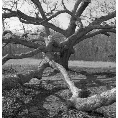 «The Tree» par Russell Mott - reproduction de photo non encadrée