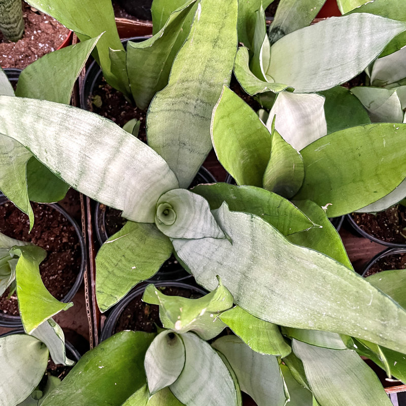 Live Moonshine Snake Plant, 6" Diameter