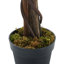 195cm Plant