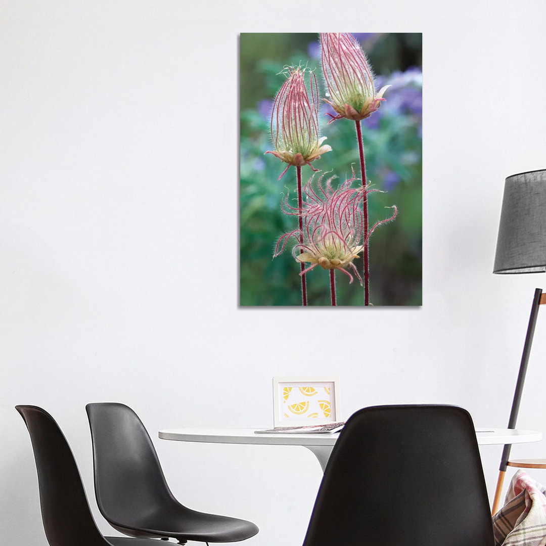 Prairie Smoke, Okanagan Valley, British Columbia, Canada von Tim Fitzharris - Galerie-verpackte Leinwand Giclée auf Lein...