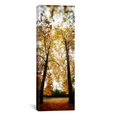 " Autumn Trees In A ParkVolunteer Park, Capitol Hill, Seattle, King County, Washington State, USA " by Panoramic Images