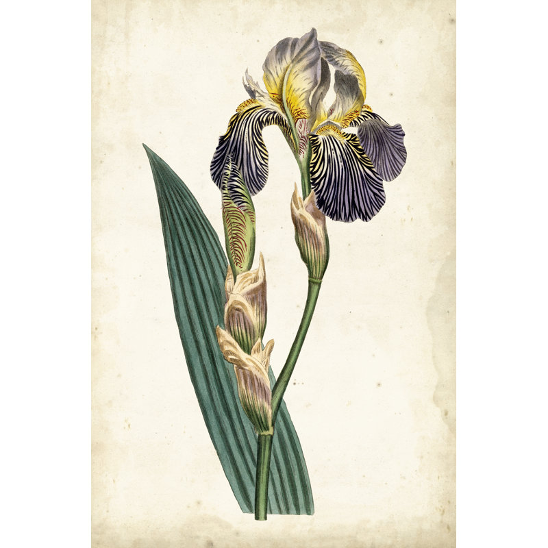 Curtis Iris VI - Wrapped Canvas Print, 46cm H x 30cm W
