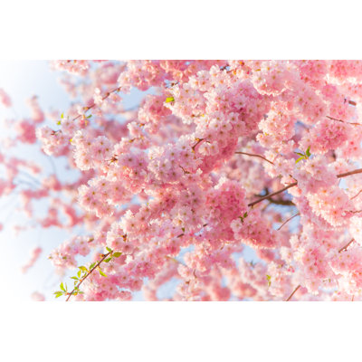 Ashten Spring With Pink Blossom - Wrapped Canvas Print