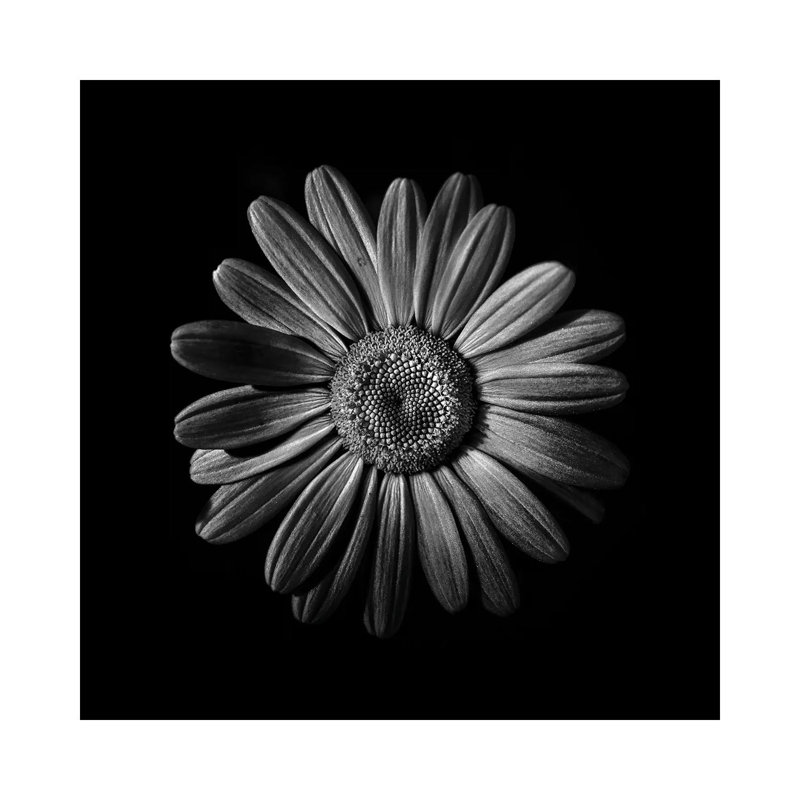 Black and White Daisy II 1 Piece Wrapped Canvas Wall Art, 66.04 cm H x 66.04 cm W x 1.91 cm D
