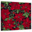 Harnek rubis poinsettias-109358325