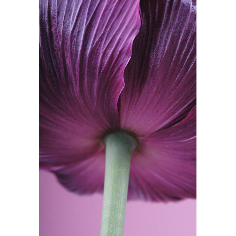 Underside Of Purple Poppy by CaroleGomez - Wrapped Canvas Print, 46cm H x 30cm W