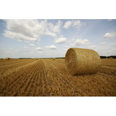 " Haystack " by Bercello