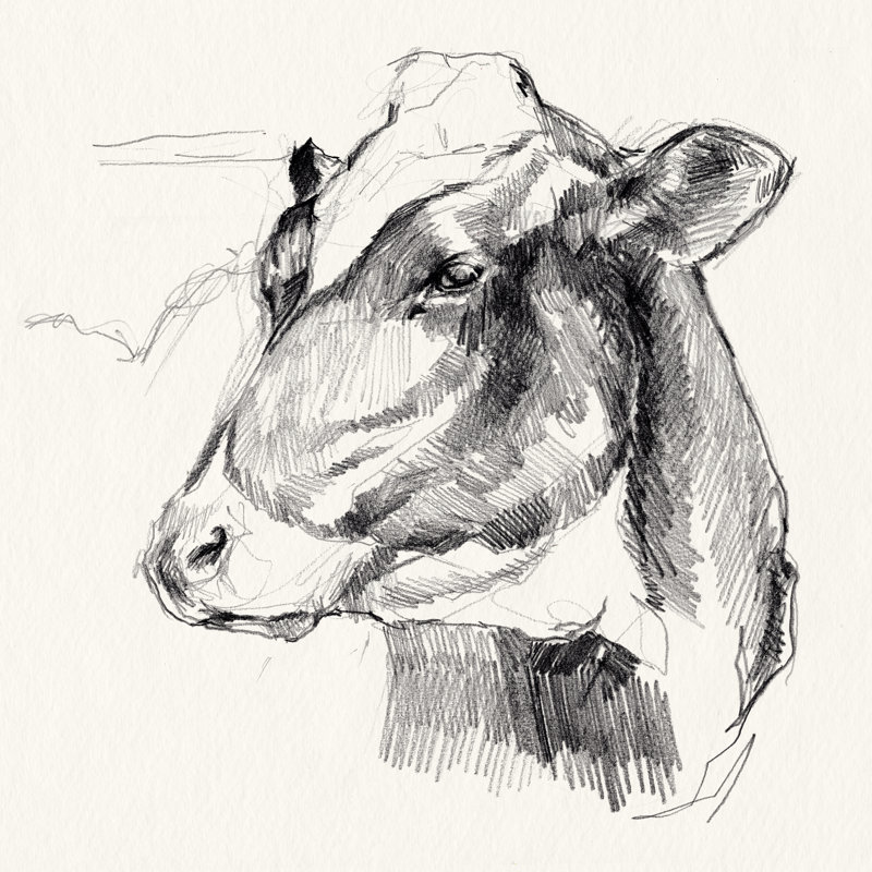 Holstein Portrait Sketch II by Jennifer Paxton Parker - Wrapped Canvas Painting, 51cm H x 51cm W x 3.8cm D