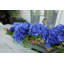 Hydrangeas and Driftwood in Vase
