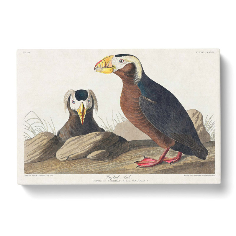 Tufted Puffin Bird by John Audubon - Wrapped Canvas Painting, 40cm H x 60cm W x 3cm D