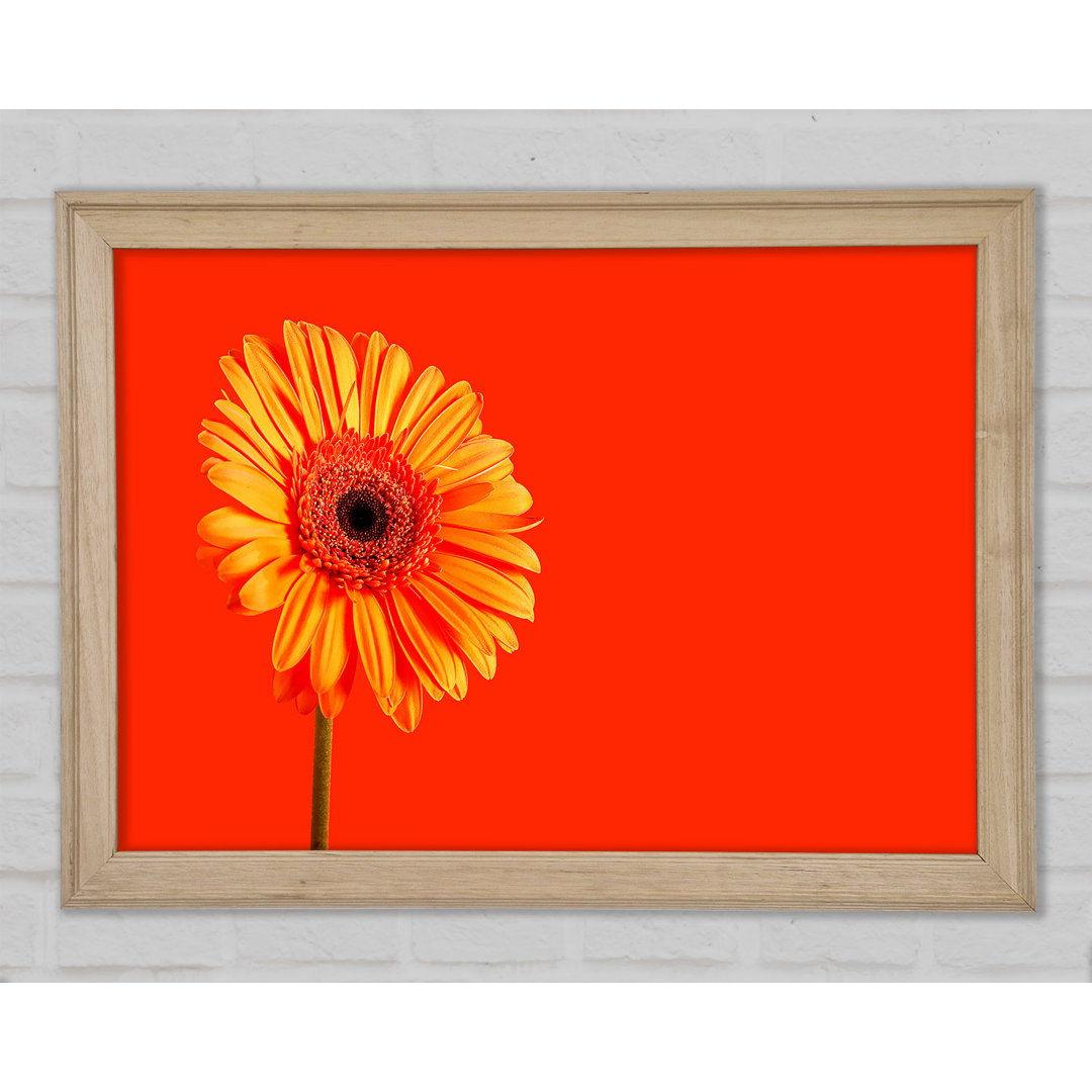 Orange auf Orange Gerbera - Druck