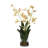 Spider Orchid In Glass Vase