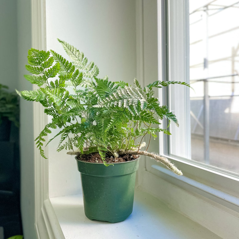 Live Rabbit's Foot Fern Plant