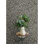 Papier peint floral noir Poppy Trail-1989148753