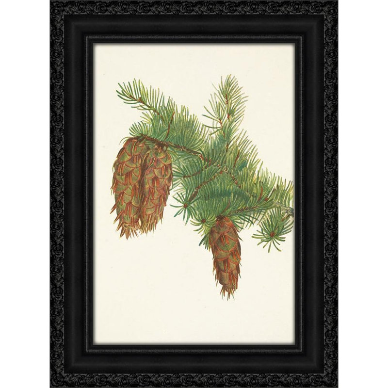 Douglas. Pseudotsuga Mucronata (1925), H 18 po x l 13 po