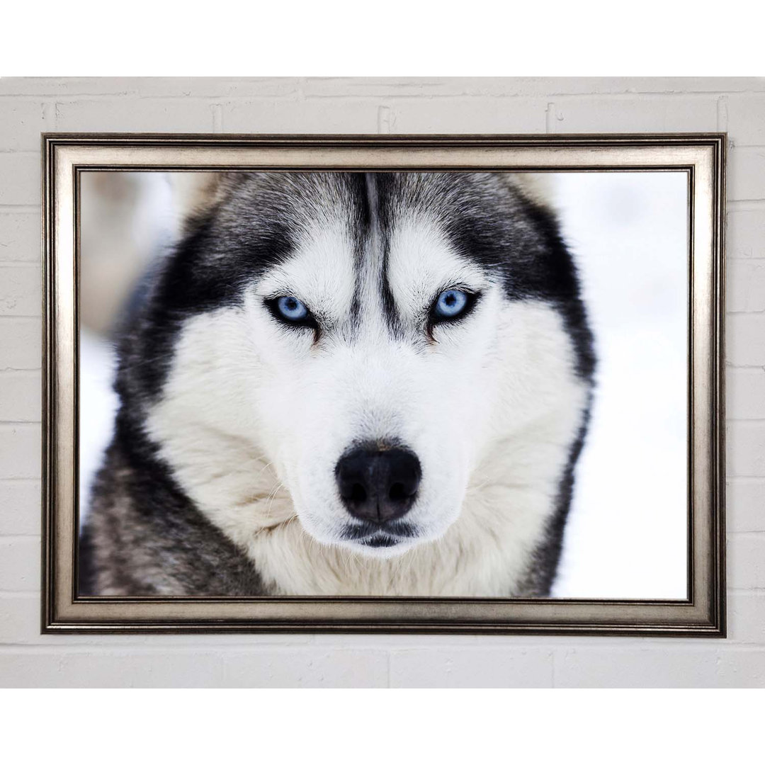 Husky Hund Schnee Gesicht Gerahmter Druck