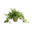 Nunn Faux Ivy Plant in Fiberstone Pot-557211659-557211658