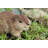 American Beaver Cub Statue