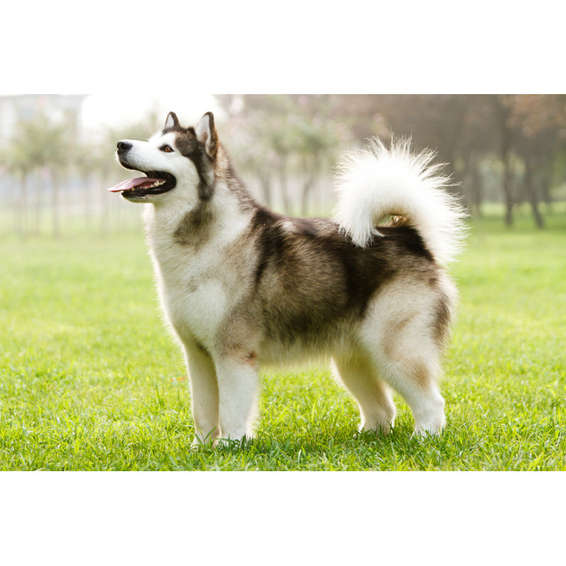 Malamute d’Alaska sur toile par Liumeili, photographie, H 8 po x l 12 po x P 1,25 po