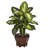 Dieffenbachia Silk Plant with Wood Vase