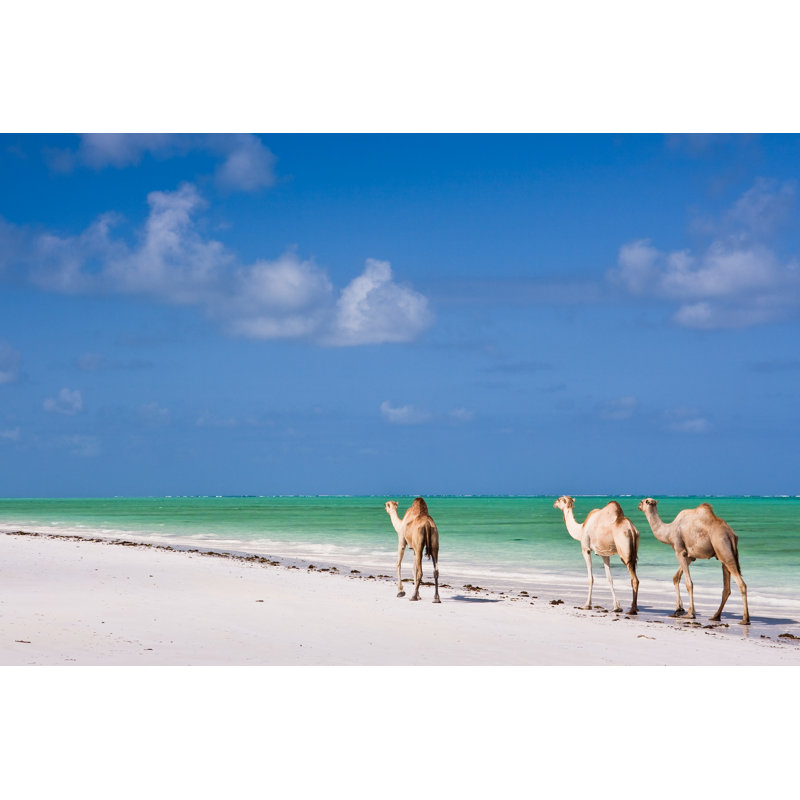 Camels On Paradise Beach - Wrapped Canvas Print, 30cm H x 46cm W x 3.8cm D