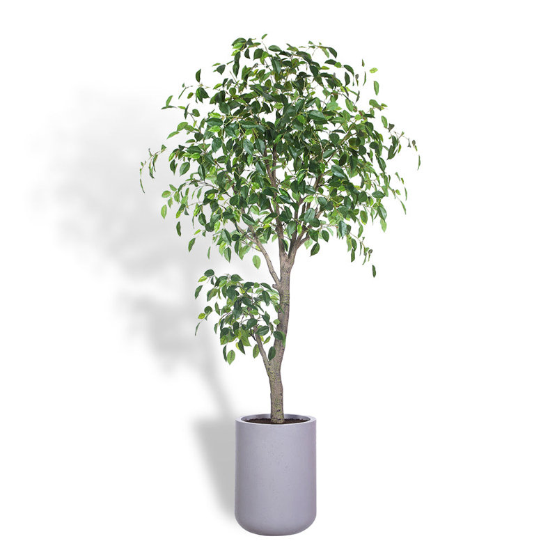 TREE FICUS POT 6.5FT