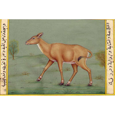 Handmade 6.1" x 4" Calf Miniature Painting – Vintage Watercolor Ungulate Art, Urdu Calligraphy, Gentle Animal Wall Decor, Indian Collectible, Exotic India