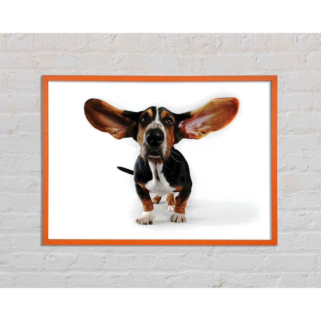 Angellia Basset Hound Ears - Einzelner Bilderrahmen Kunstdrucke