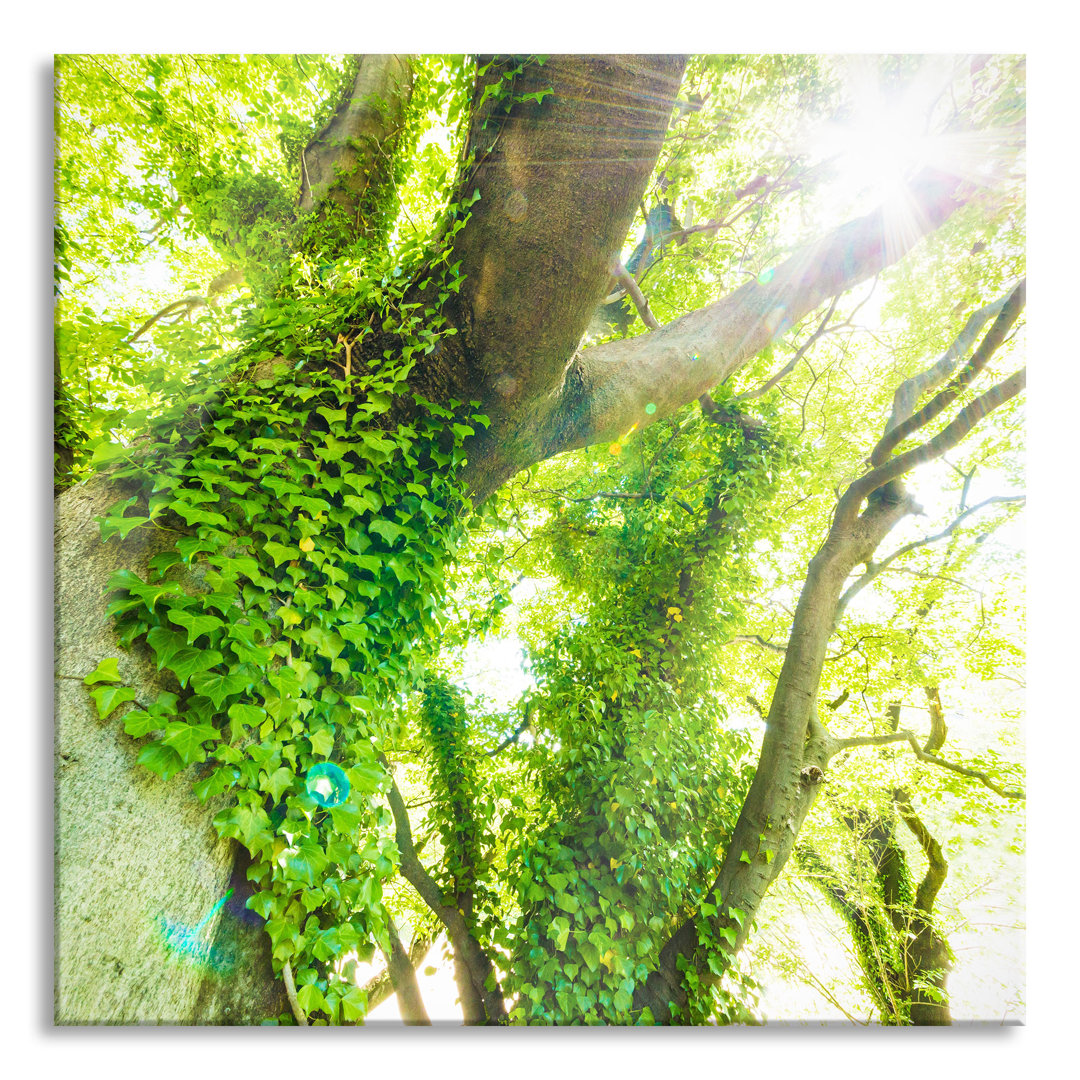 Ungerahmtes Foto auf Glas "Tree in Sunlight"