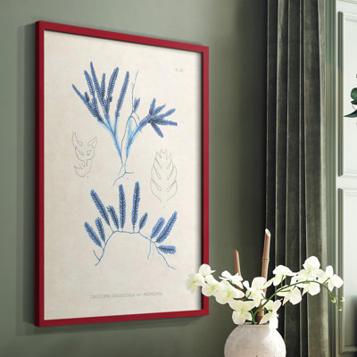 Marine Algae I, reproduction encadrée - bois massif