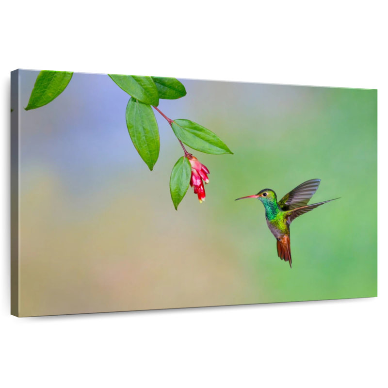 Colibri à queue rousse Brampt, H 32 po x l 48 po