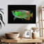 Corbeau arowana-111885953