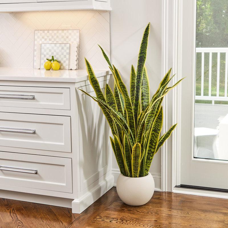 53 po plante Sansevieria en pot