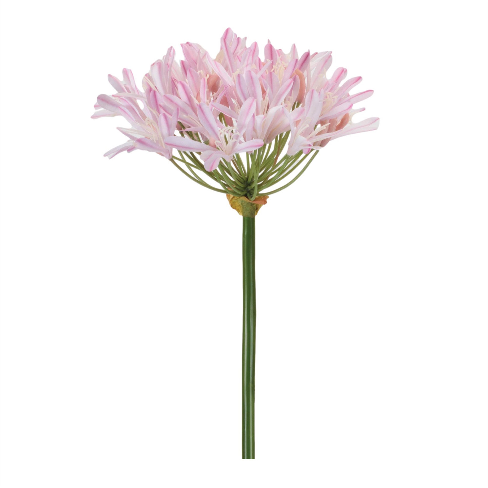 Agapanthus Flower Stem (Set of 2), Pink, White, Yellow