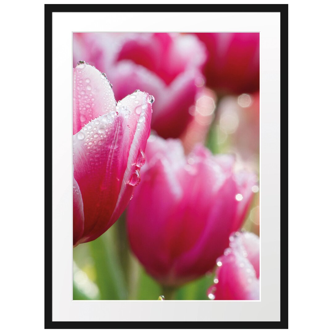 Gerahmtes Poster Tulpen mit Morgentau