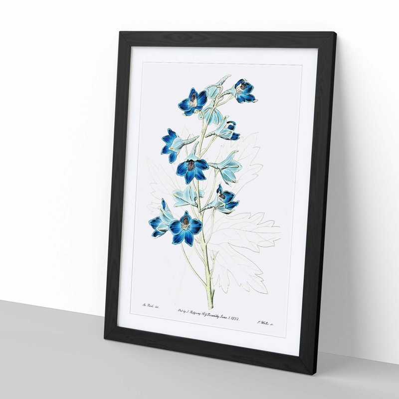 Blue Larkspur Flowers - Picture Frame Painting, Black, 60cm H x 40cm W x 2cm D